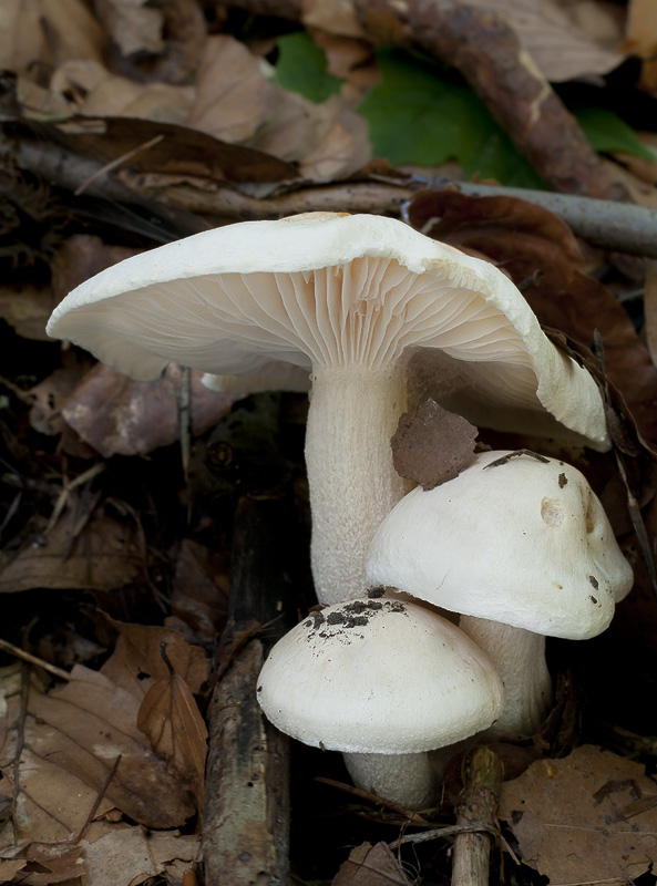 Hygrophorus penarius